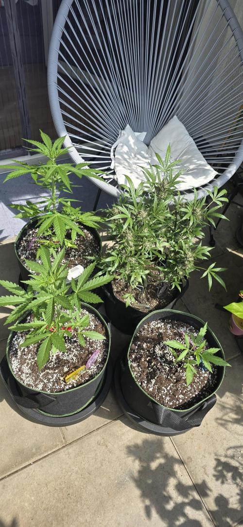 Cheese Auto. Week 5