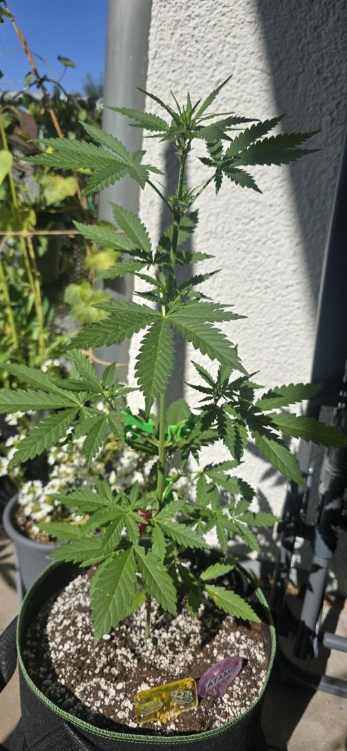 Original Cheese Auto FastBuds. Week 6