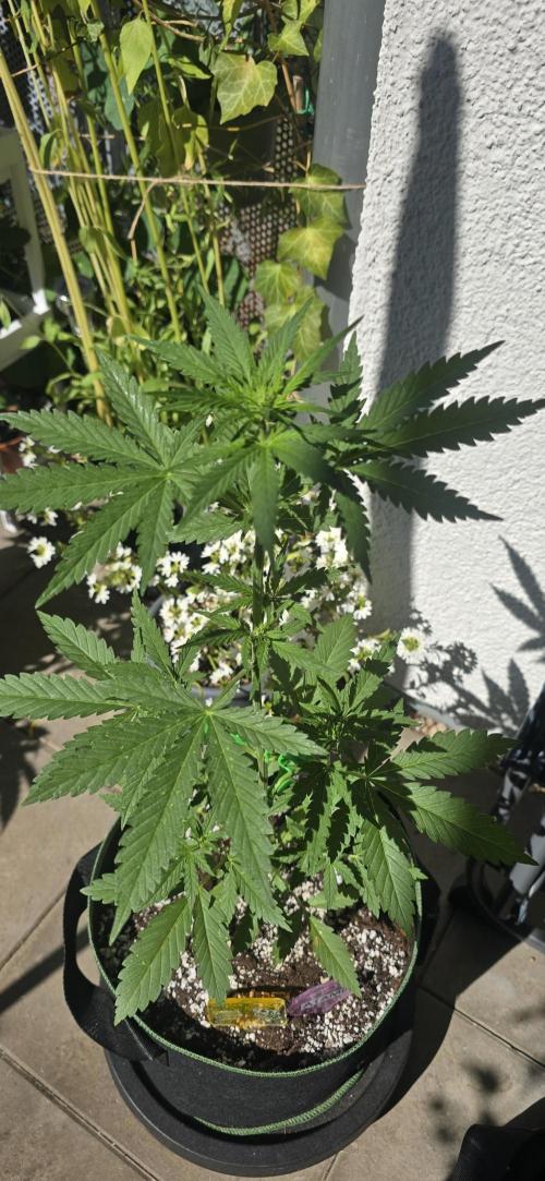 Original Cheese Auto FastBuds. Week 6