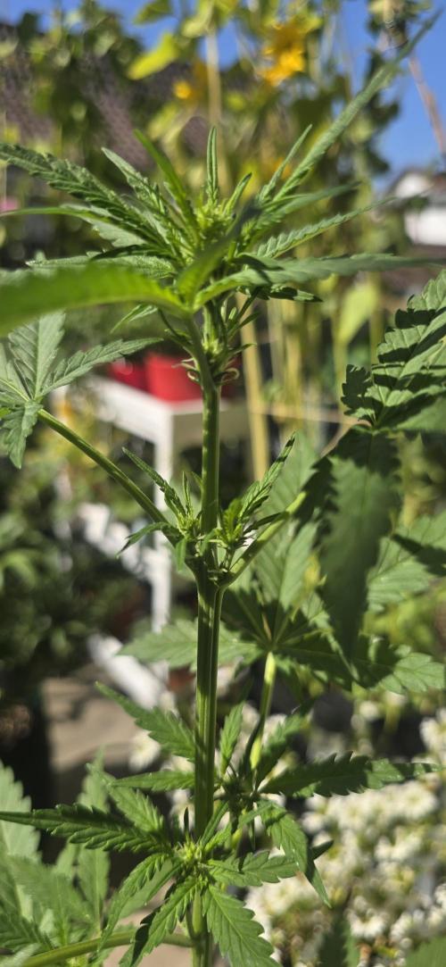 Original Cheese Auto FastBuds. Week 6