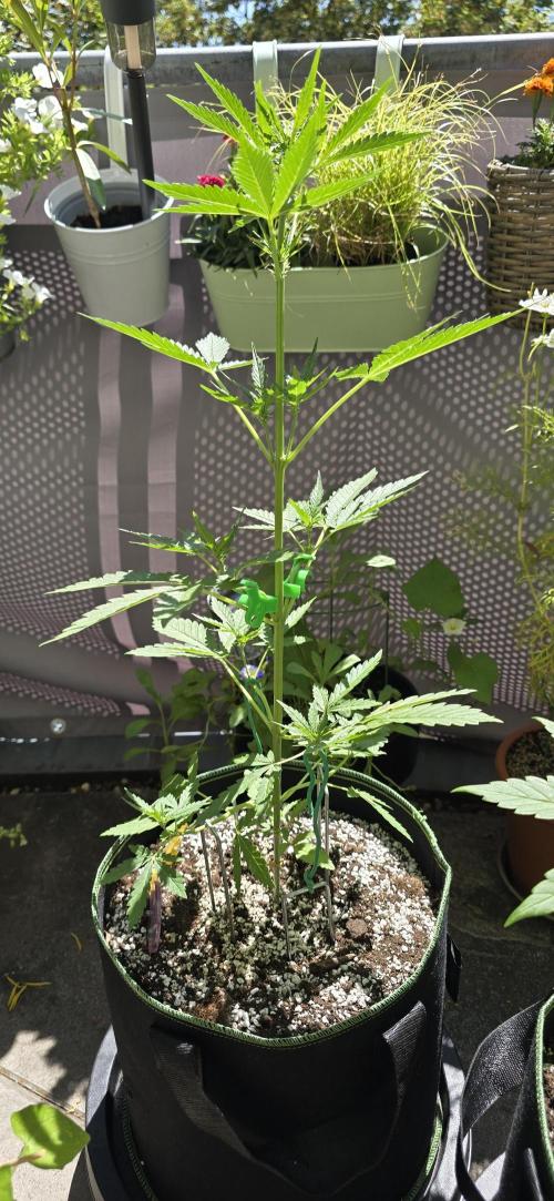 Original Cheese Auto FastBuds. Week 6