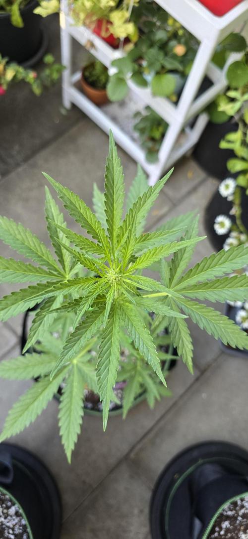Original Cheese Auto FastBuds. Week 6