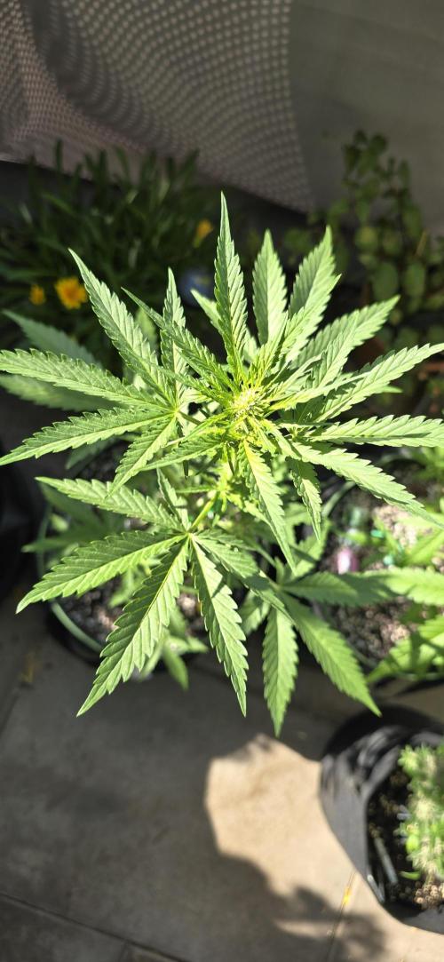 Original Cheese Auto FastBuds. Week 6