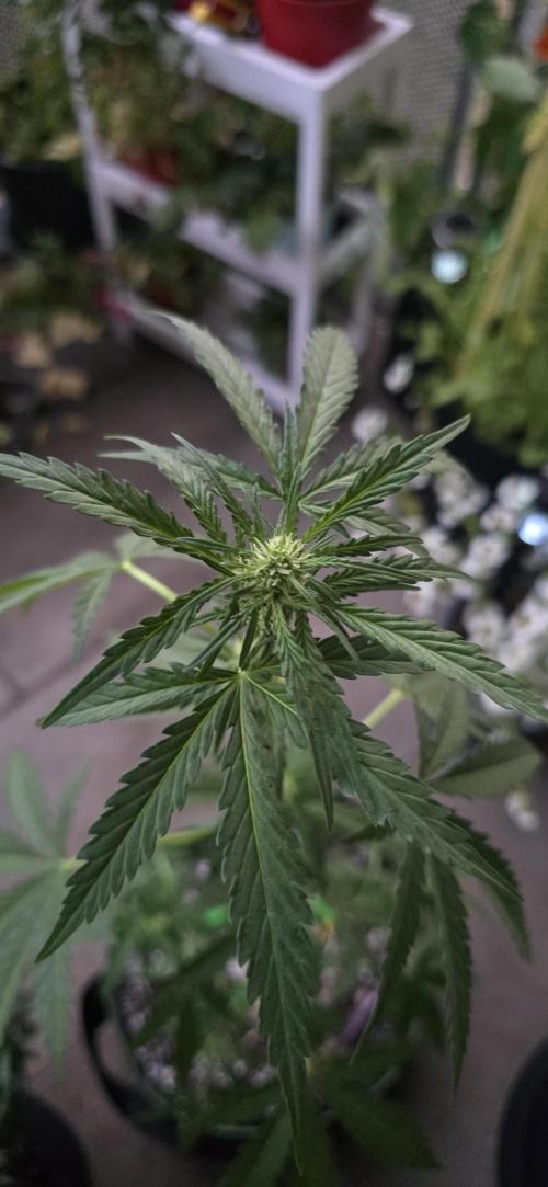 Original Cheese Auto FastBuds. Week 6