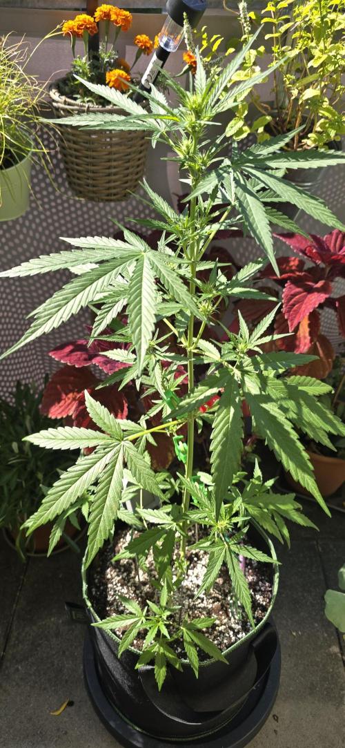 Original Cheese Auto FastBuds. Week 6