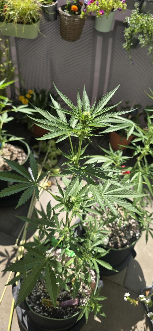 Original Cheese Auto FastBuds. Week 6