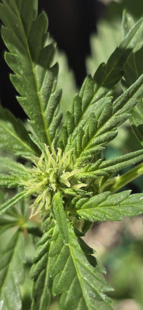 Original Cheese Auto FastBuds. Week 6