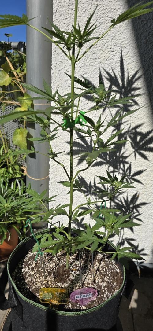 Original Cheese Auto FastBuds. Week 6