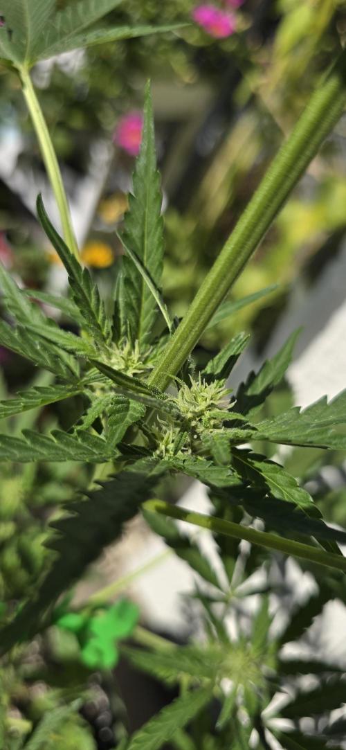 Original Cheese Auto FastBuds. Week 6
