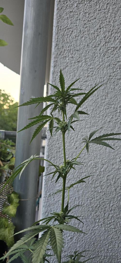 Original Cheese Auto FastBuds. Week 6