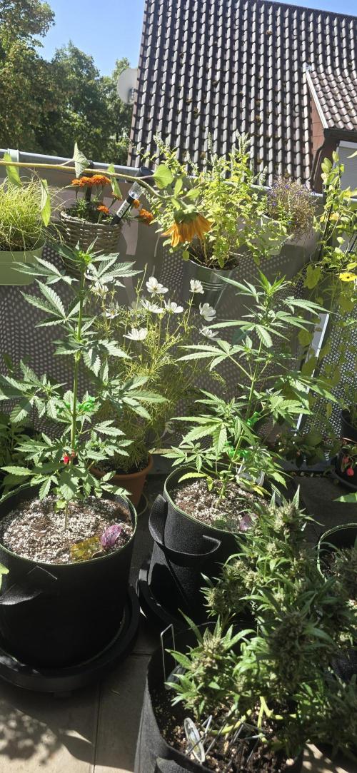 Original Cheese Auto FastBuds. Week 6