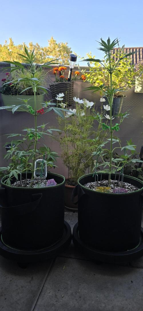 Original Cheese Auto FastBuds. Week 6