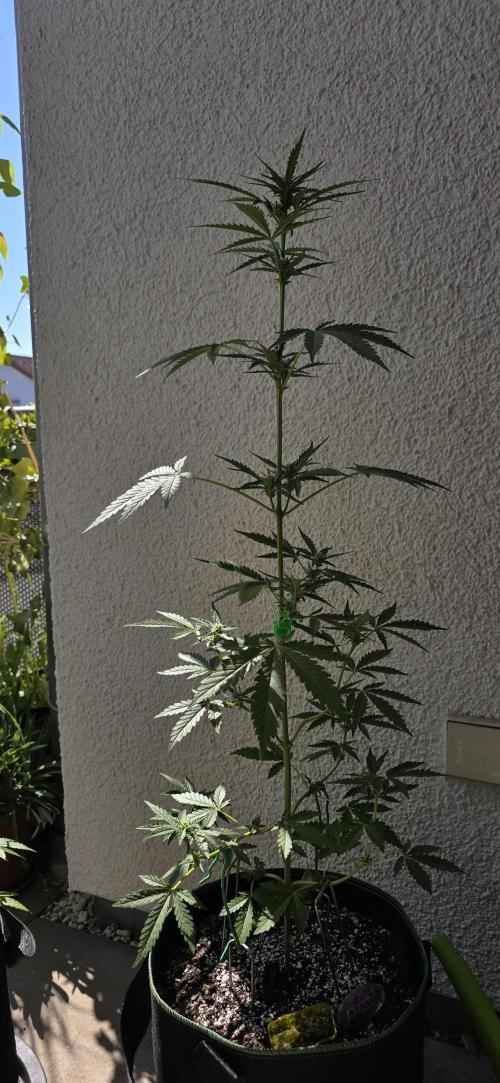 Original Cheese Auto FastBuds. Week 7