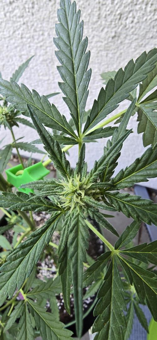 Original Cheese Auto FastBuds. Week 7