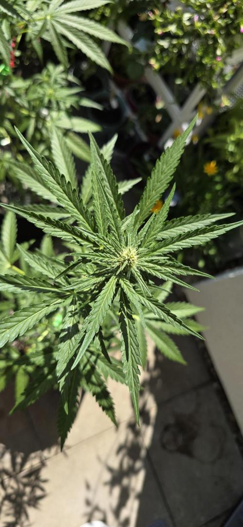 Original Cheese Auto FastBuds. Week 7