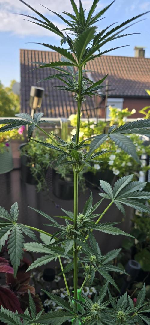Original Cheese Auto FastBuds. Week 7