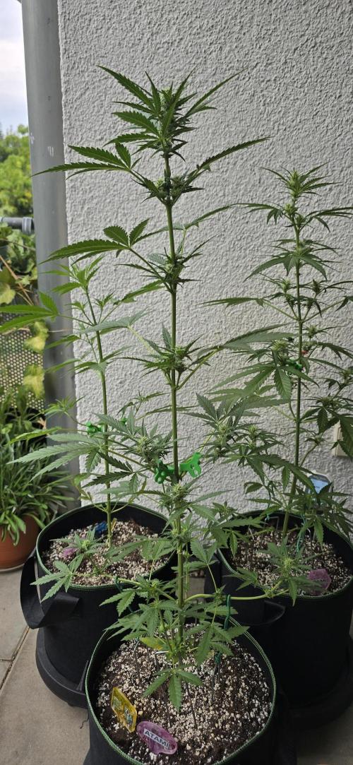 Original Cheese Auto FastBuds. Week 7