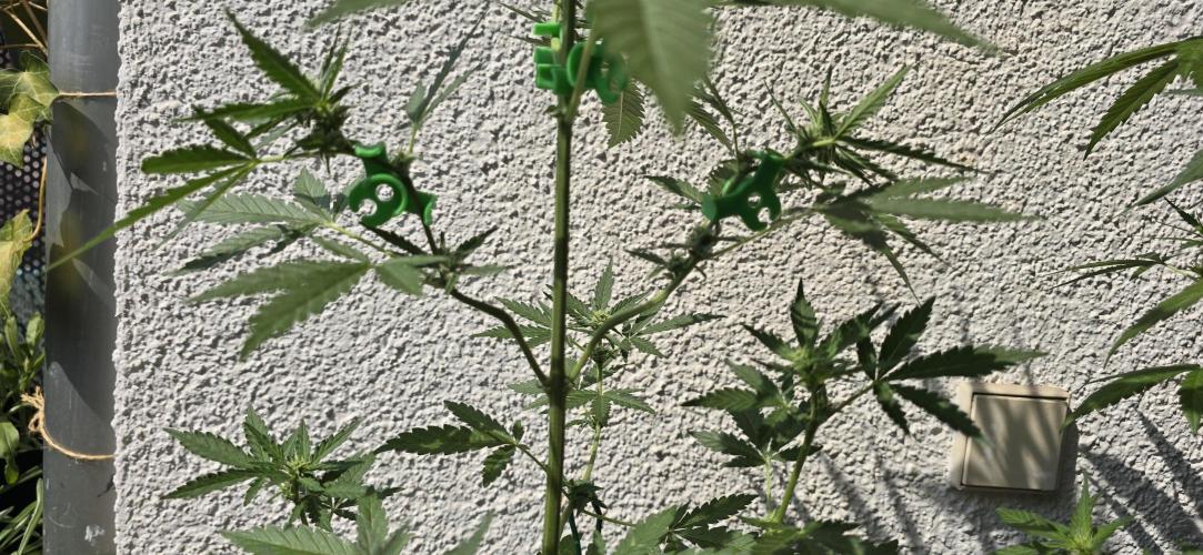 Original Cheese Auto FastBuds. Week 7