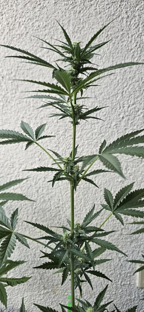 Original Cheese Auto FastBuds. Week 7