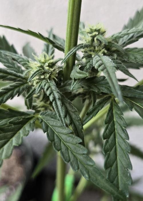 Original Cheese Auto FastBuds. Week 7