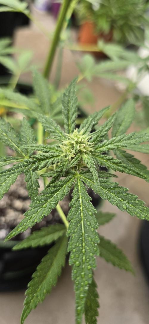 Original Cheese Auto FastBuds. Week 7