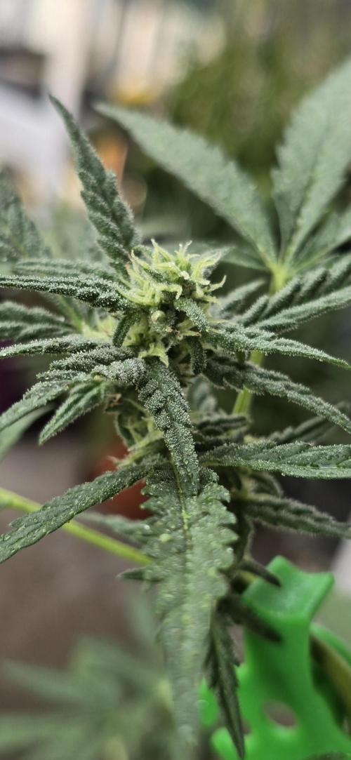 Original Cheese Auto FastBuds. Week 7
