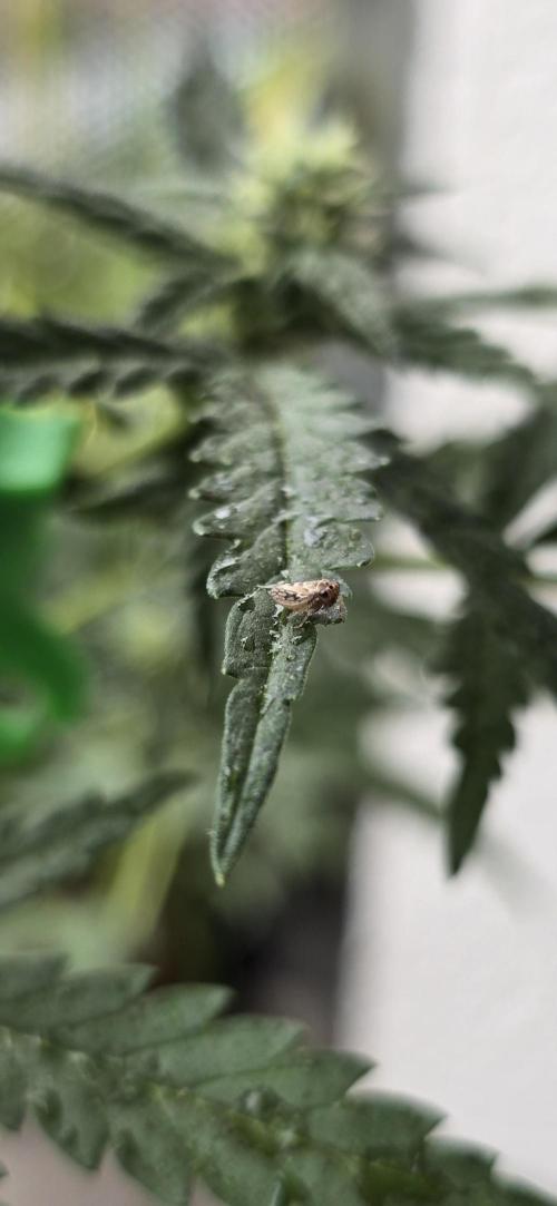 Original Cheese Auto FastBuds. Week 7
