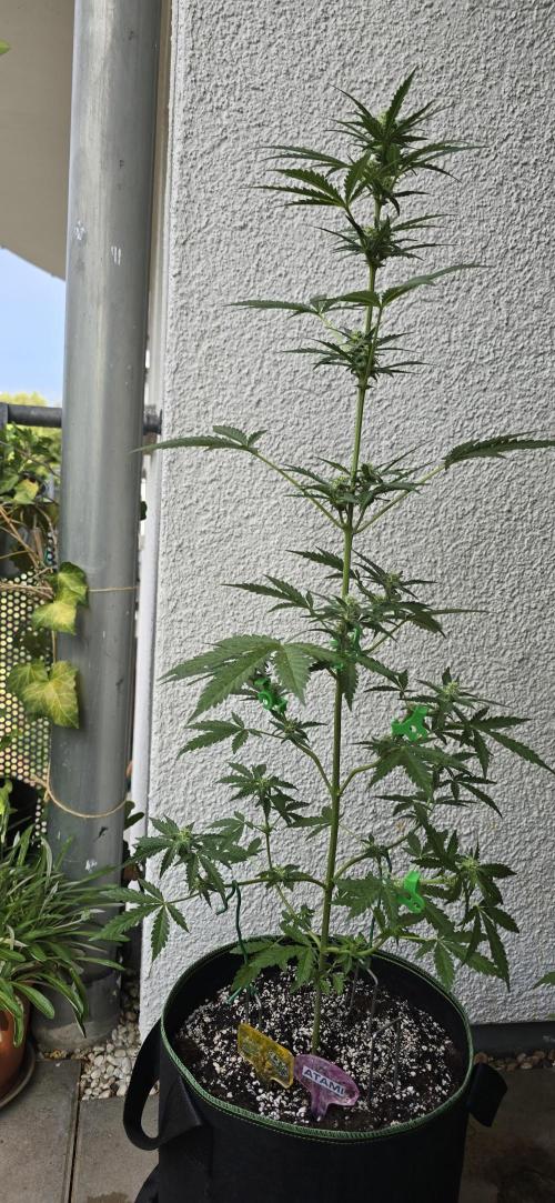 Original Cheese Auto FastBuds. Week 7