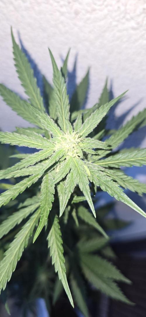 Original Cheese Auto FastBuds. Week 7