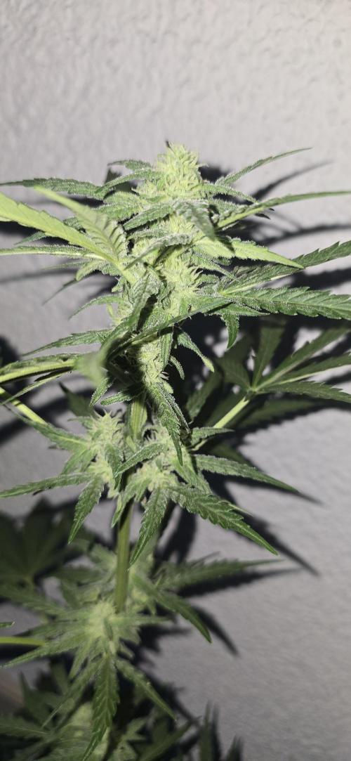 Original Cheese Auto FastBuds. Week 7