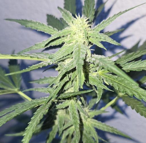 Original Cheese Auto FastBuds. Week 7