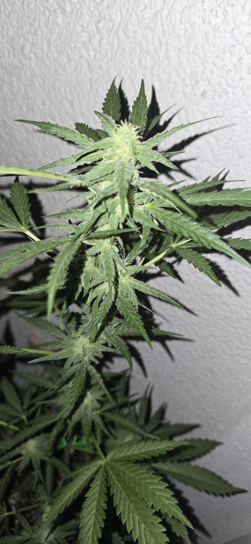 Original Cheese Auto FastBuds. Week 7