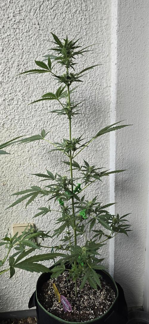 Original Cheese Auto FastBuds. Week 7