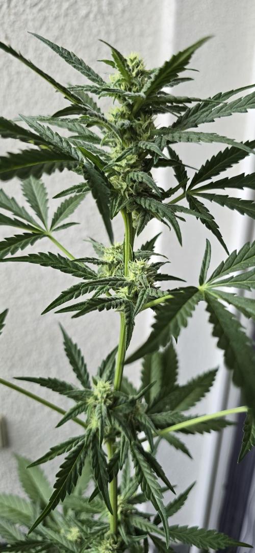 Original Cheese Auto FastBuds. Week 7