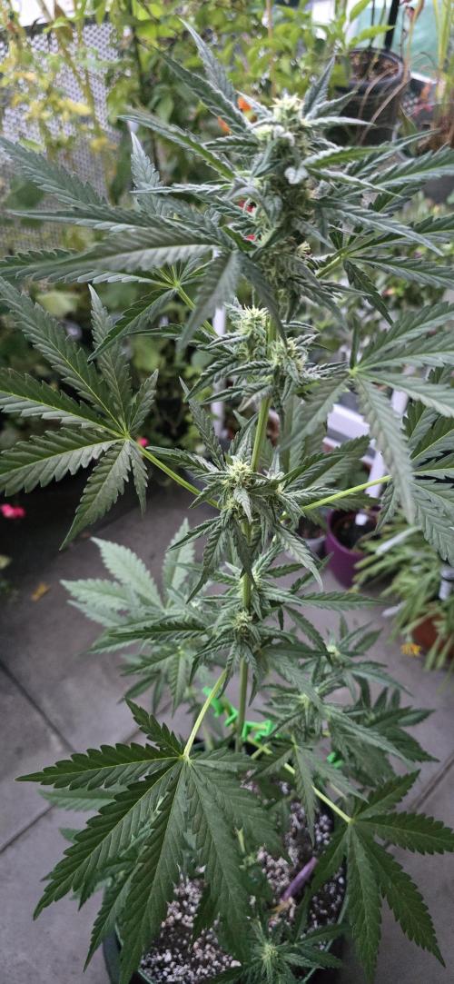 Original Cheese Auto FastBuds. Week 7