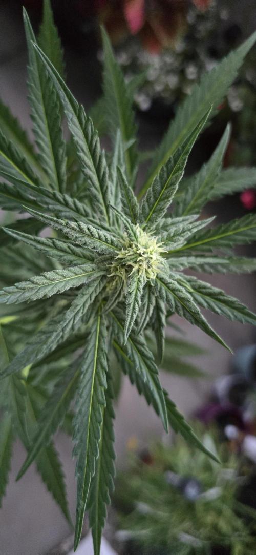 Original Cheese Auto FastBuds. Week 7