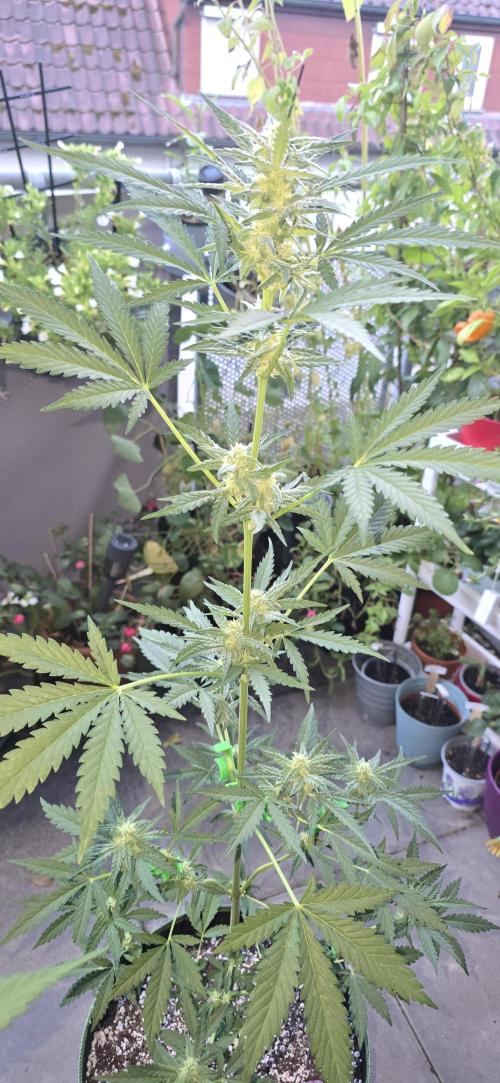 Original Cheese Auto FastBuds. Week 7