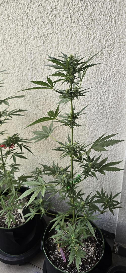 Original Cheese Auto FastBuds. Week 7