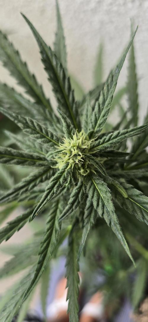 Original Cheese Auto FastBuds. Week 7