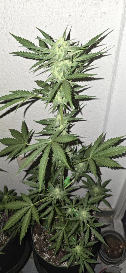 Original Cheese Auto FastBuds. Week 8