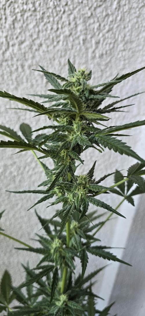 Original Cheese Auto FastBuds. Week 8