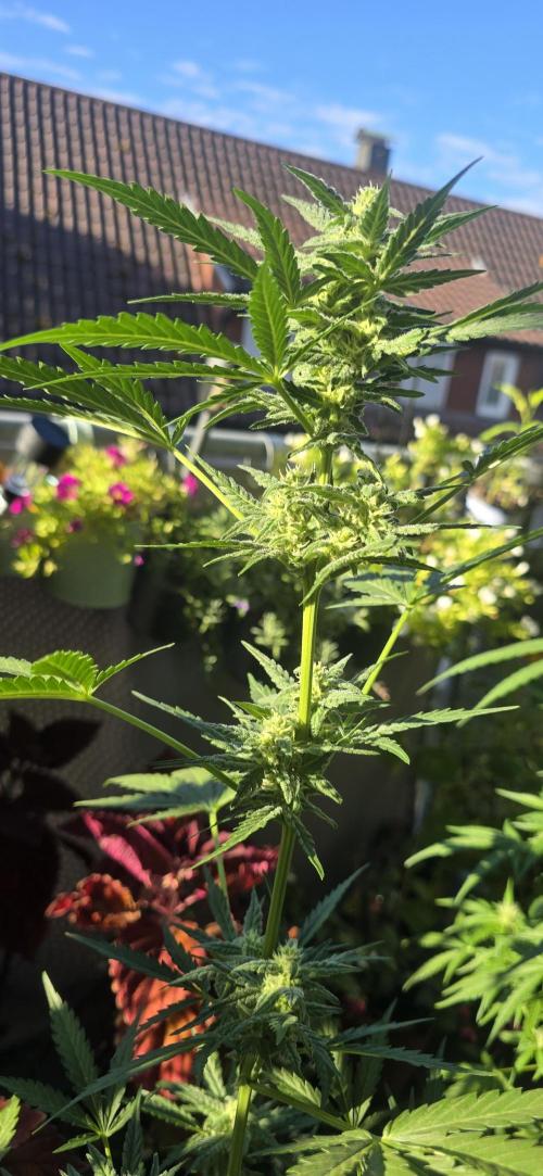 Original Cheese Auto FastBuds. Week 8