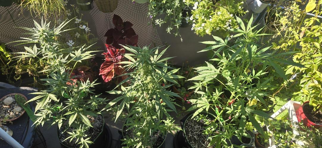 Original Cheese Auto FastBuds. Week 8