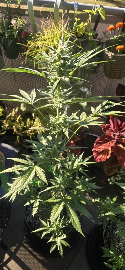 Original Cheese Auto FastBuds. Week 8