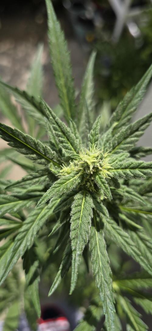 Original Cheese Auto FastBuds. Week 8