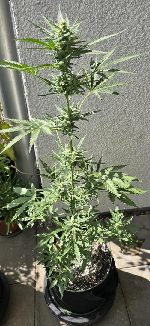 Original Cheese Auto FastBuds. Week 8