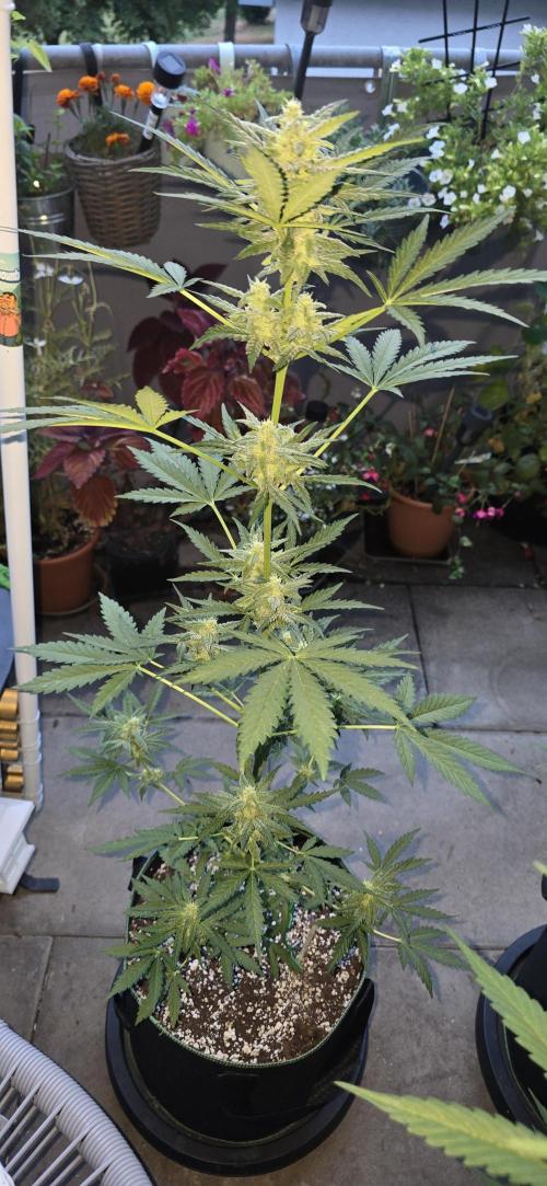 Original Cheese Auto FastBuds. Week 8