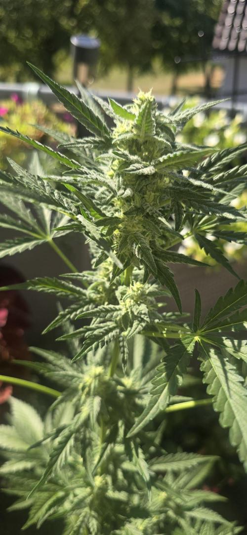Original Cheese Auto FastBuds. Week 8