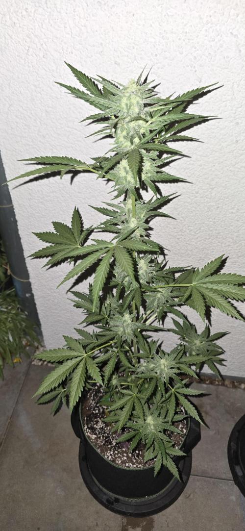 Original Cheese Auto FastBuds. Week 8