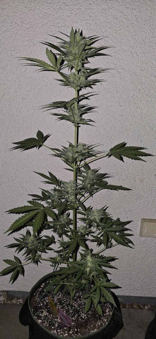 Original Cheese Auto FastBuds. Week 8